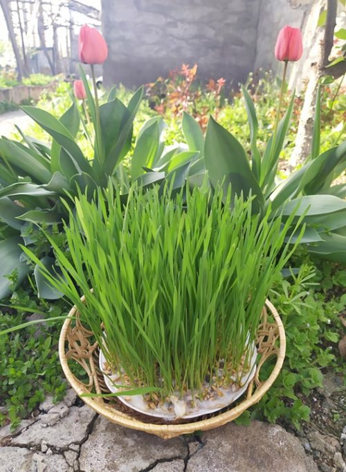 92468946_252218252623097_7661778363899445248_n