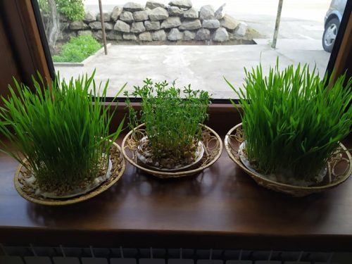 92818482_224801895271265_2032422002421137408_n