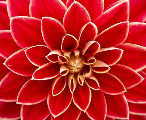 dahlia-dahlias-autumn-asteraceae-65940.jpeg